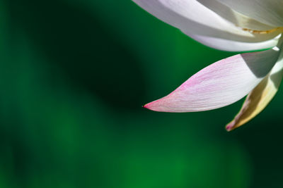 Close-up of pink lotus water lily