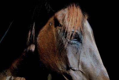 Close-up of horse against black background