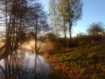 Trees by lake in forest against sky