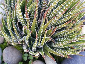 Close-up of succulent plant