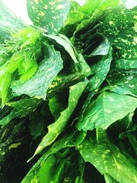 Close-up of green leaves