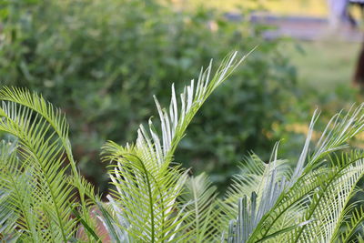 Close-up of green leaves on plant