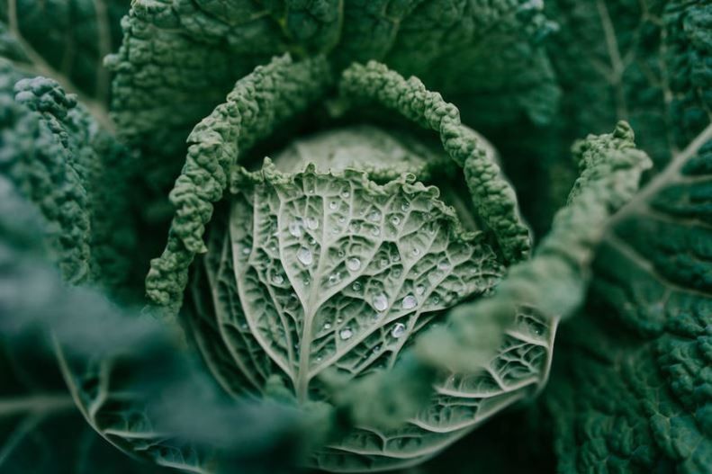 CLOSE-UP OF FRESH GREEN LEAF IN A GARDEN