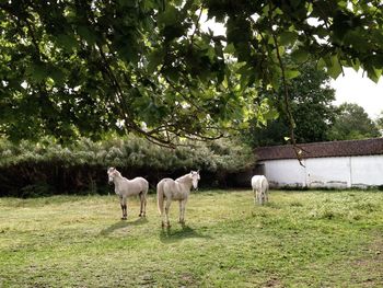 White horses standing at ranch