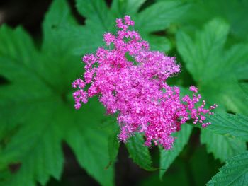 Close-up of pink flowers