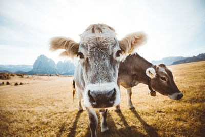 Portrait of cow on field