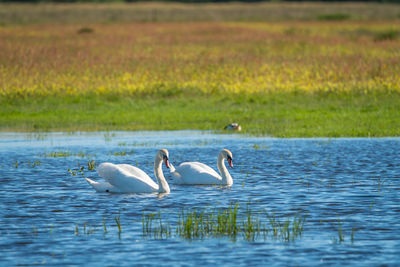 A loving pair of mute swans swimming together