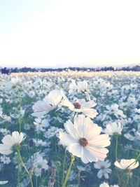 White flowers blooming on field