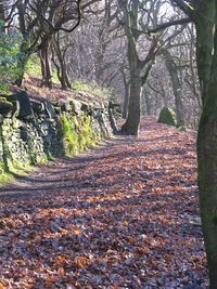 Dirt road amidst trees in park during autumn