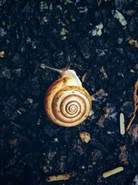 Close-up of snail shell on ground