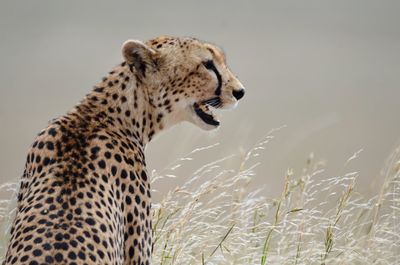 View of a reptile on field