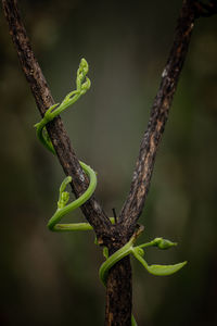 Close-up of lizard on tree branch