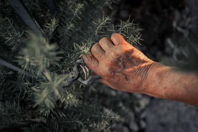 Close-up of hand holding plant