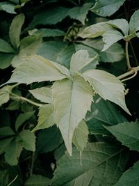 Close-up of leaves against blurred background