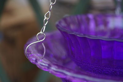 Close-up of purple flower