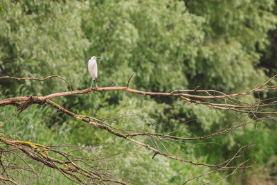 Bird perching on a tree