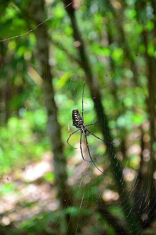 spider web, animal themes, insect, focus on foreground, one animal, spider, animals in the wild, wildlife, close-up, nature, selective focus, web, fragility, day, outdoors, plant, twig, no people, complexity, branch