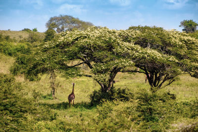 Trees on field against sky