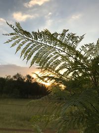 Low angle view of palm tree against sky