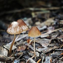 Close-up of mushroom growing on field
