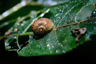 Close-up of snail on leaf