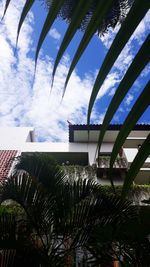 Low angle view of palm trees against sky