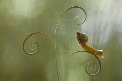 Unique caterpillars on nature place