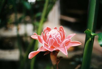 Close-up of pink flower