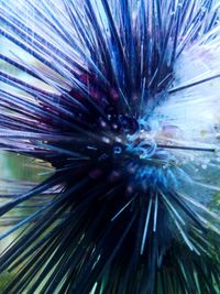 Full frame shot of feather