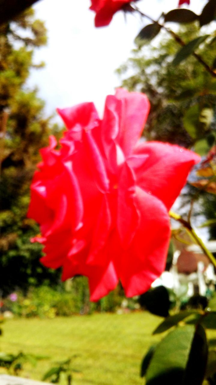 flower, petal, freshness, red, focus on foreground, fragility, growth, flower head, close-up, beauty in nature, blooming, nature, plant, park - man made space, in bloom, blossom, tree, day, selective focus, leaf