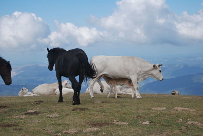 View of cows on field