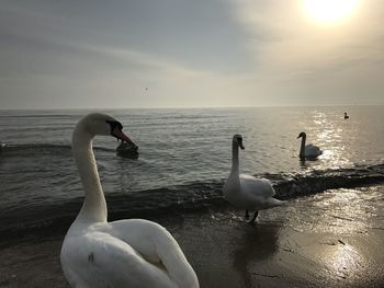 Swans swimming in sea against sky