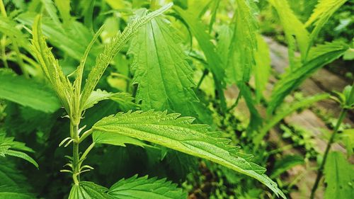 Close-up of fresh green plant