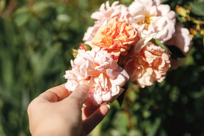 Close-up of hand holding pink flower