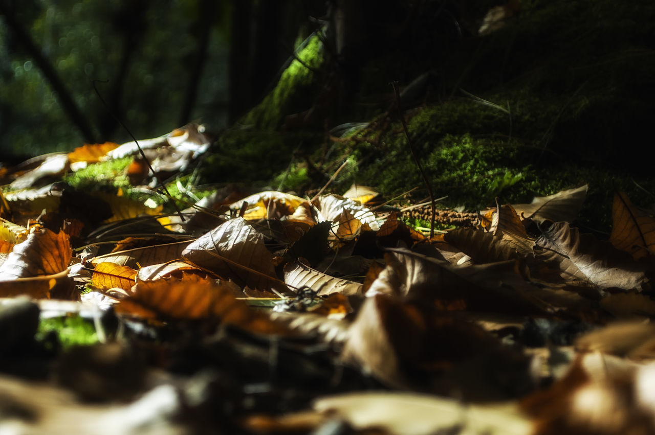 CLOSE-UP OF LEAVES IN SUNLIGHT