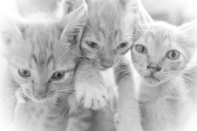 Close-up portrait of cats