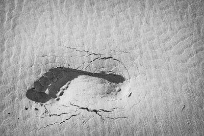 Close-up of a bird on sand
