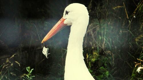 Close-up of bird