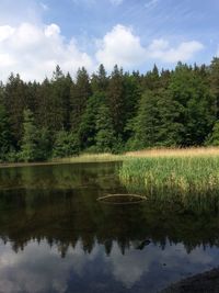 Scenic view of lake in forest against sky