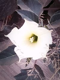 Close-up of flower