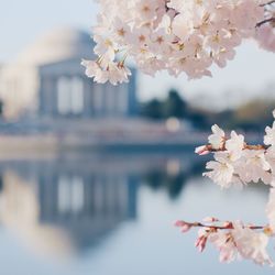 Close-up of cherry blossom growing on tree