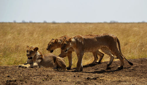 Three lioness look for prey, kenya, africa