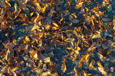 Full frame shot of leaves