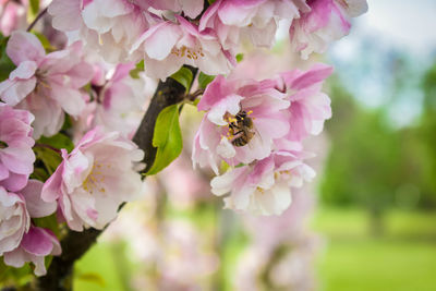 Close-up of bee pollinating on pink flower