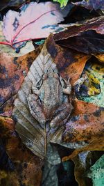 Close-up of dry maple leaves fallen in water