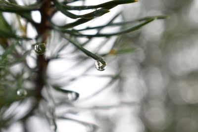 Close-up of raindrops on leaf