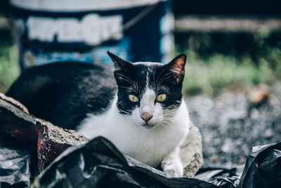 Close-up portrait of a cat