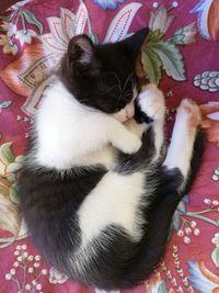 High angle view of cat sleeping on bed