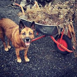 Portrait of a dog