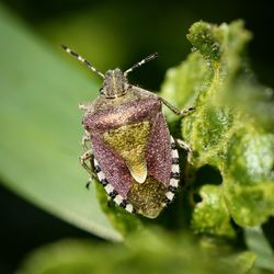 Close-up of insect on leaves